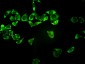 PSMA7 Antibody (monoclonal) (M01)